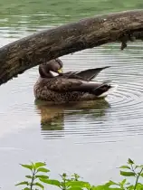 Vogelfrei