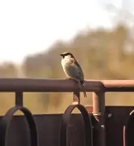 Spatz