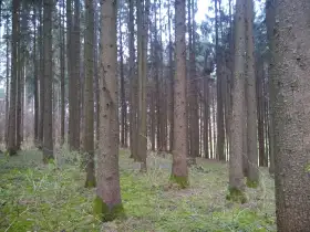 Freiheit - Wald