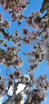 Frühlingserwachen
