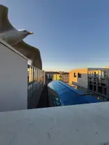 Flügelschlag
