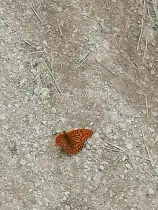 Flieg Schmetterling!