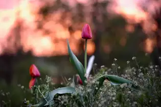 Die Tulpe