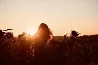 Sonnenblumentraum