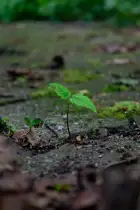 Natürliche Gerechtigkeit